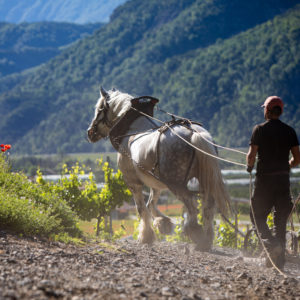 Le travail au cheval Pompon